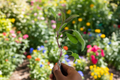 Purple Sage Live Plant Salvia officinalis - Perennial Herb, 5-7 Inches, Rooted Starter Plant