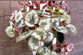 Begonia Sykakiengi Live Plant in 4-Inch Pot | Rare Tropical Begonia