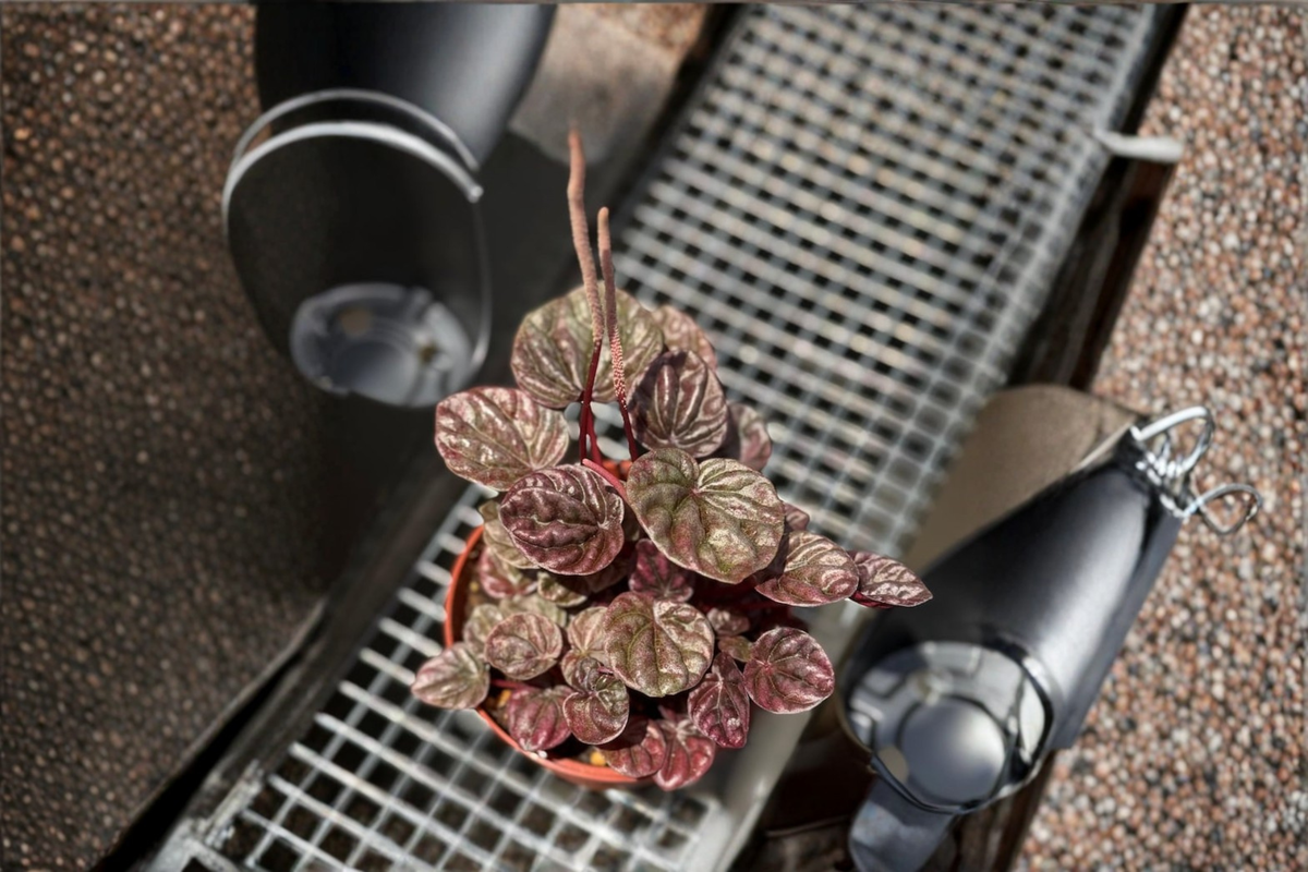 Peperomia Schumi Red Live Plant | Red Ripple Peperomia Starter Plant or Rooted Cutting