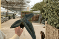Alocasia scalprum Live Plant Pair | 4-Inch Pots
