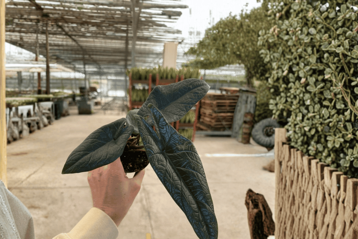Alocasia scalprum Live Plant Pair | 4-Inch Pots
