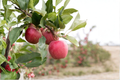 Dwarf Gala Apple Tree Seeds - 5 Seeds for Compact Garden, Edible Garden