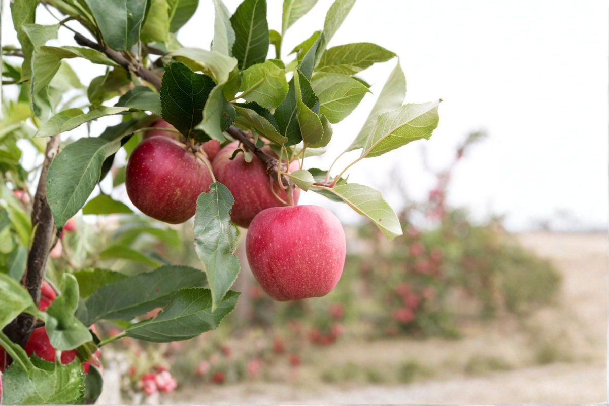 Dwarf Gala Apple Tree Seeds - 5 Seeds for Compact Garden, Edible Garden