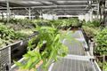 Moonlight Fern Live Plants – 2 in 4-Inch Pots