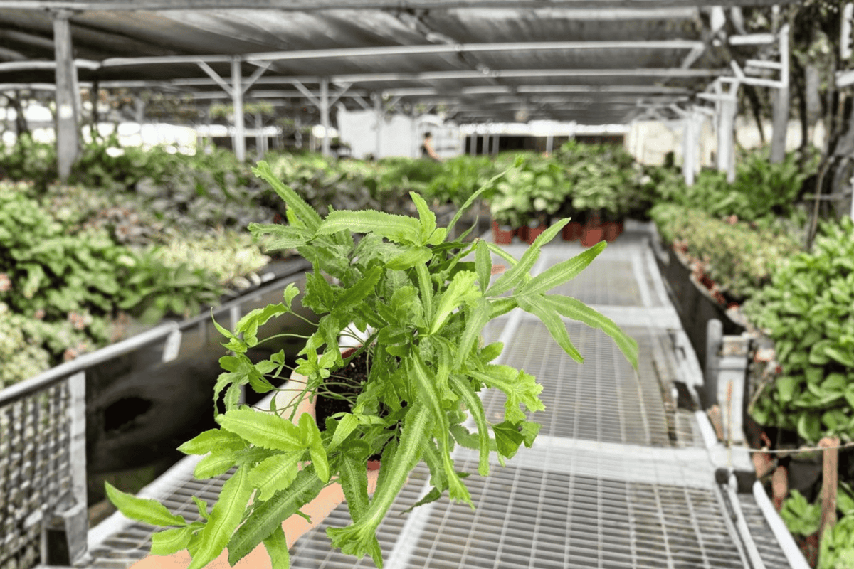 Moonlight Fern Live Plants – 2 in 4-Inch Pots