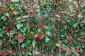 Miss Helen American Holly Ilex opaca - 12 Inch Live Plant in 1-Gallon Pot