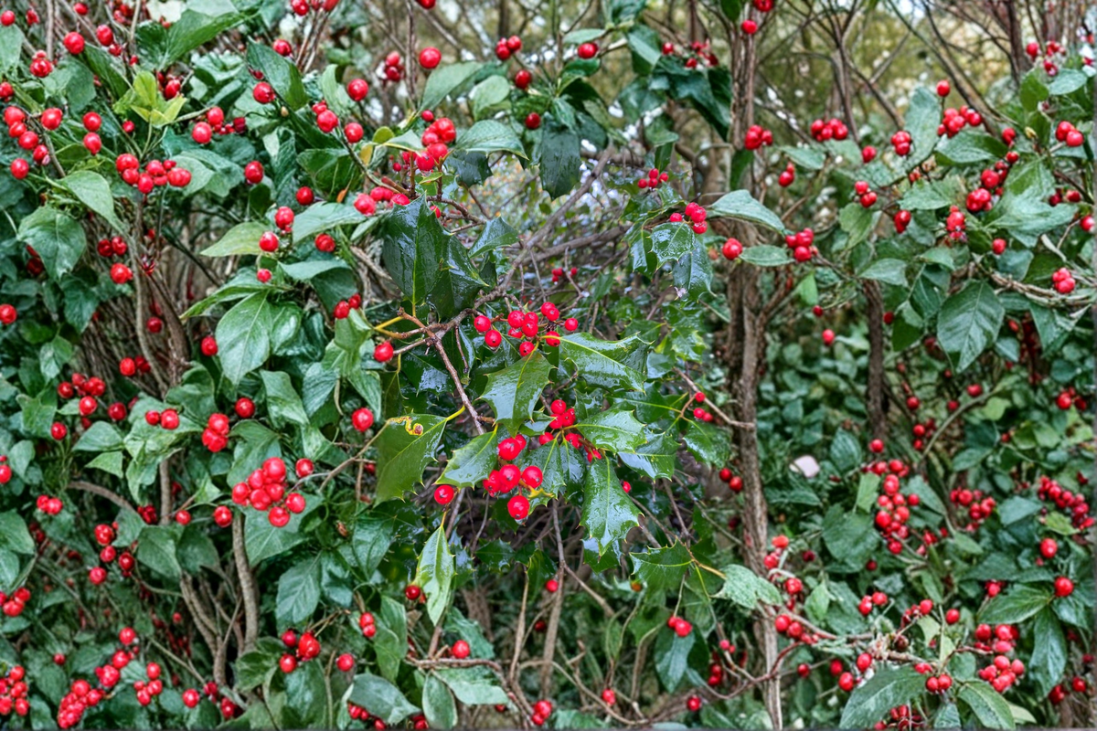 Miss Helen American Holly Ilex opaca - 12 Inch Live Plant in 1-Gallon Pot