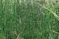 Water Horsetail Live Plant - Equisetum fluviatile Root Divisions (4) for Ponds & Aquascapes