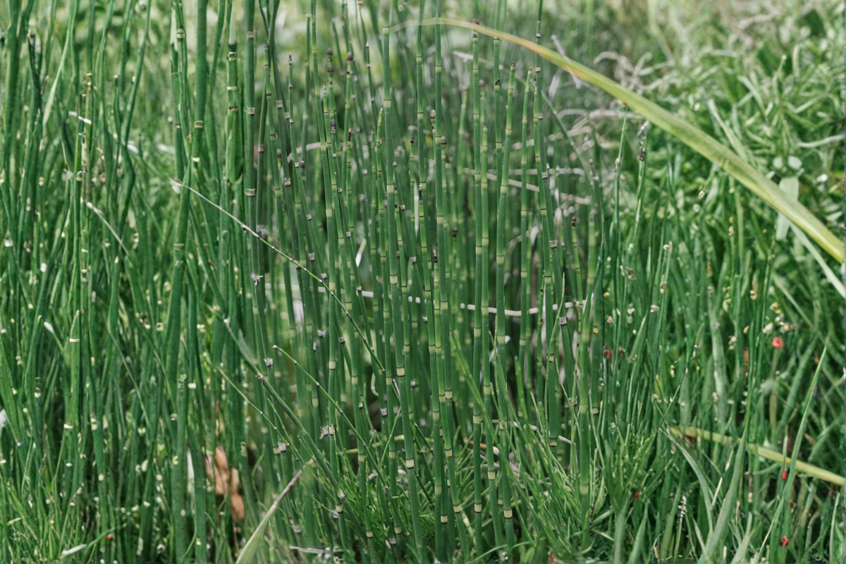 Water Horsetail Live Plant - Equisetum fluviatile Root Divisions (4) for Ponds & Aquascapes