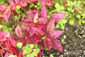 Little Ruby Alternanthera (Alternanthera dentata) - 2 Live Plants, 4–6 Inches Tall