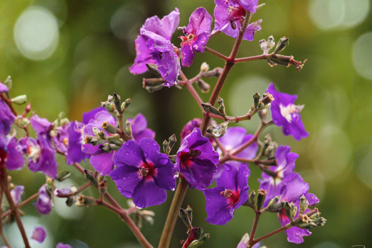 Ecuador Purple Princess Glory Bush (Tibouchina lepidota 'Grandifolia') – Starter Plant, 2–8" Tall