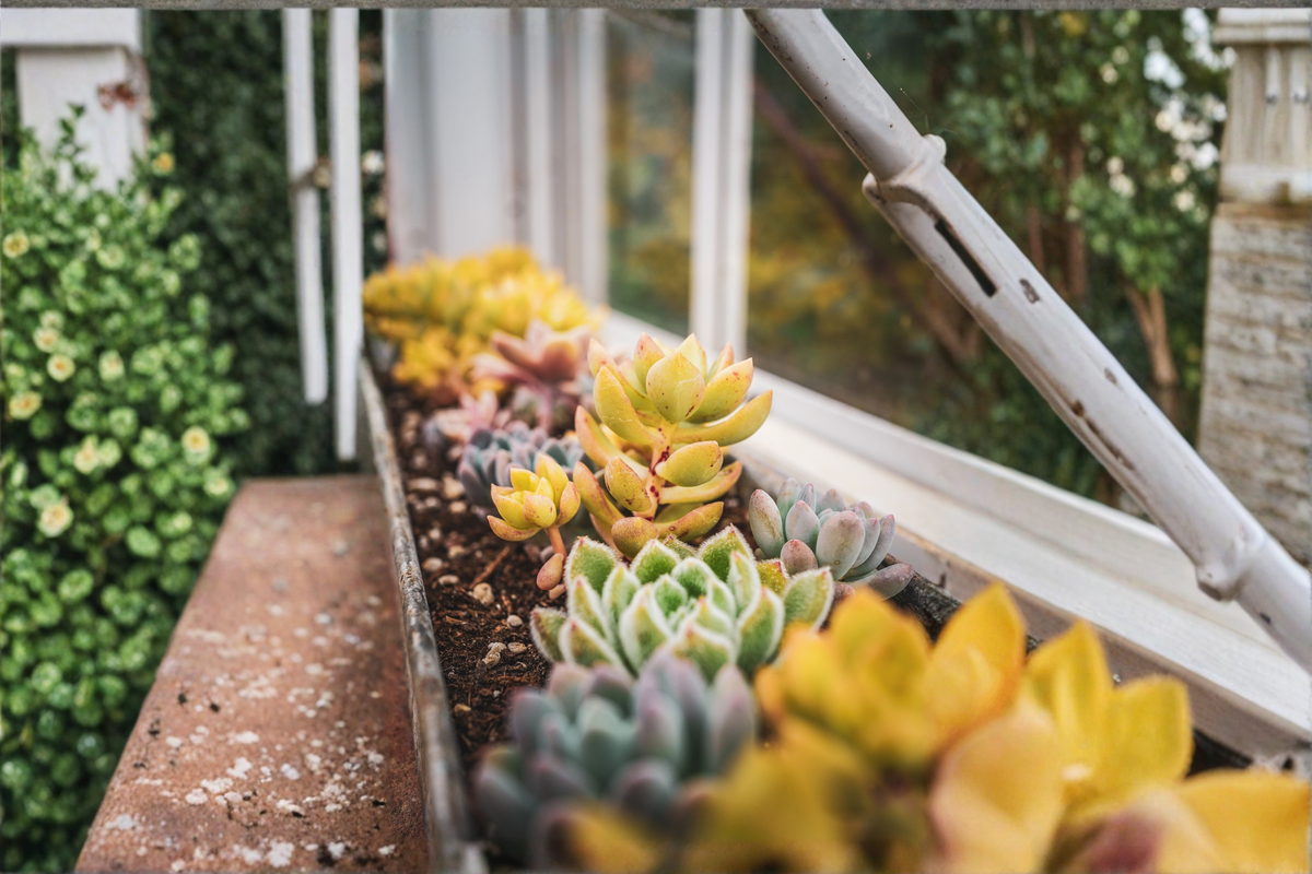 Echeveria Ulakla Bare Root Succulent | 3–3.5 in Rosette