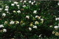 Gardenia jasminoides Live Gardenia Plant – 2.5-Quart Nursery Container