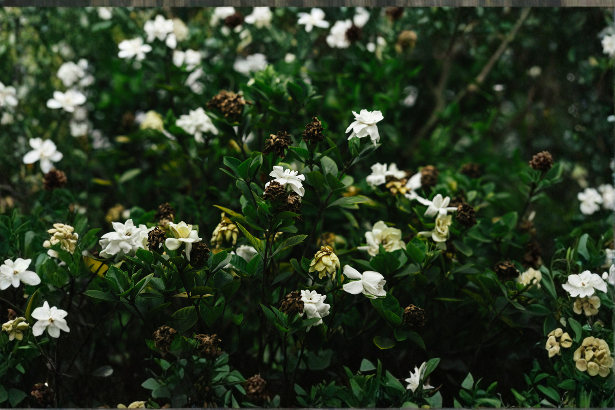 Gardenia jasminoides Live Gardenia Plant – 2.5-Quart Nursery Container