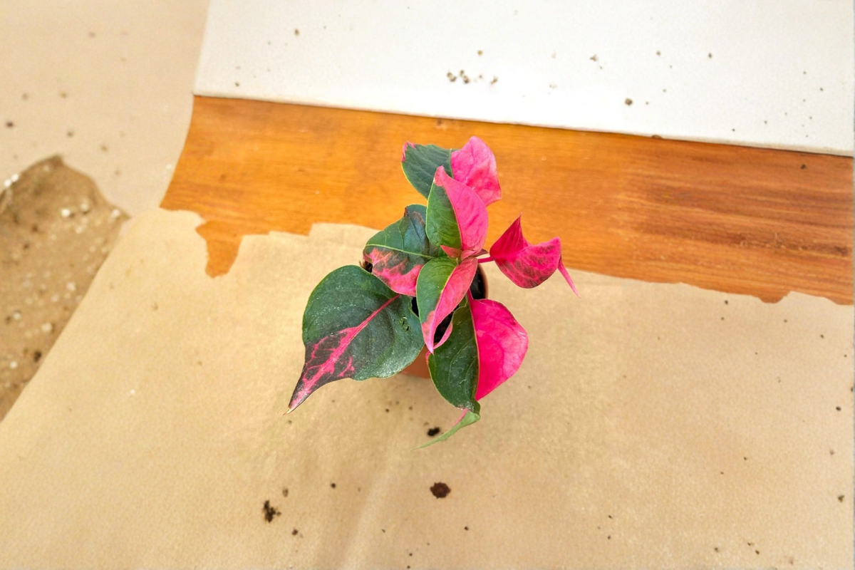 Alternanthera Party Time Live Plant - Pink Foliage Starter Plant