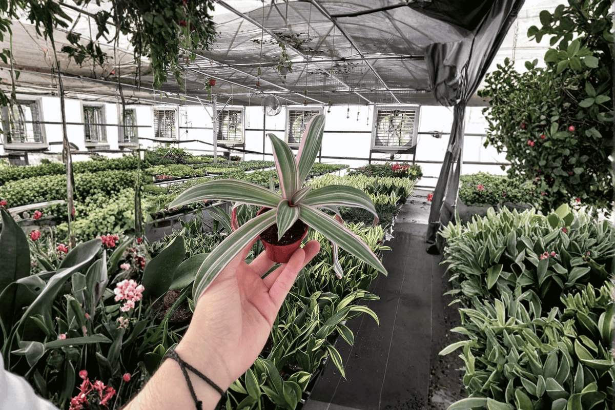 Tricolor Oyster Plant (Tradescantia spathacea ‘Tricolor’) - 2 Live Starter Plants (2-inch pots) - Not fully rooted