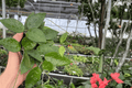 Hoya Black Margin Live Plants – 2 × 4-Inch Pots | Hoya ‘Black Margin’
