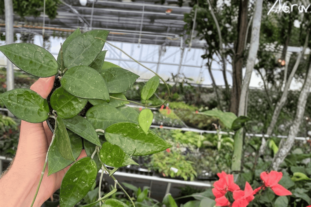 Hoya Black Margin Live Plants – 2 × 4-Inch Pots | Hoya ‘Black Margin’