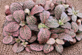 Pink Nerve Plant (Fittonia albivenis) Live Rooted Plant – Pink Veins, Indoor Terrarium Friendly