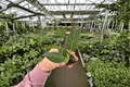 Ficus Audrey Live Starter Plants (2) Bare Root – Ficus benghalensis