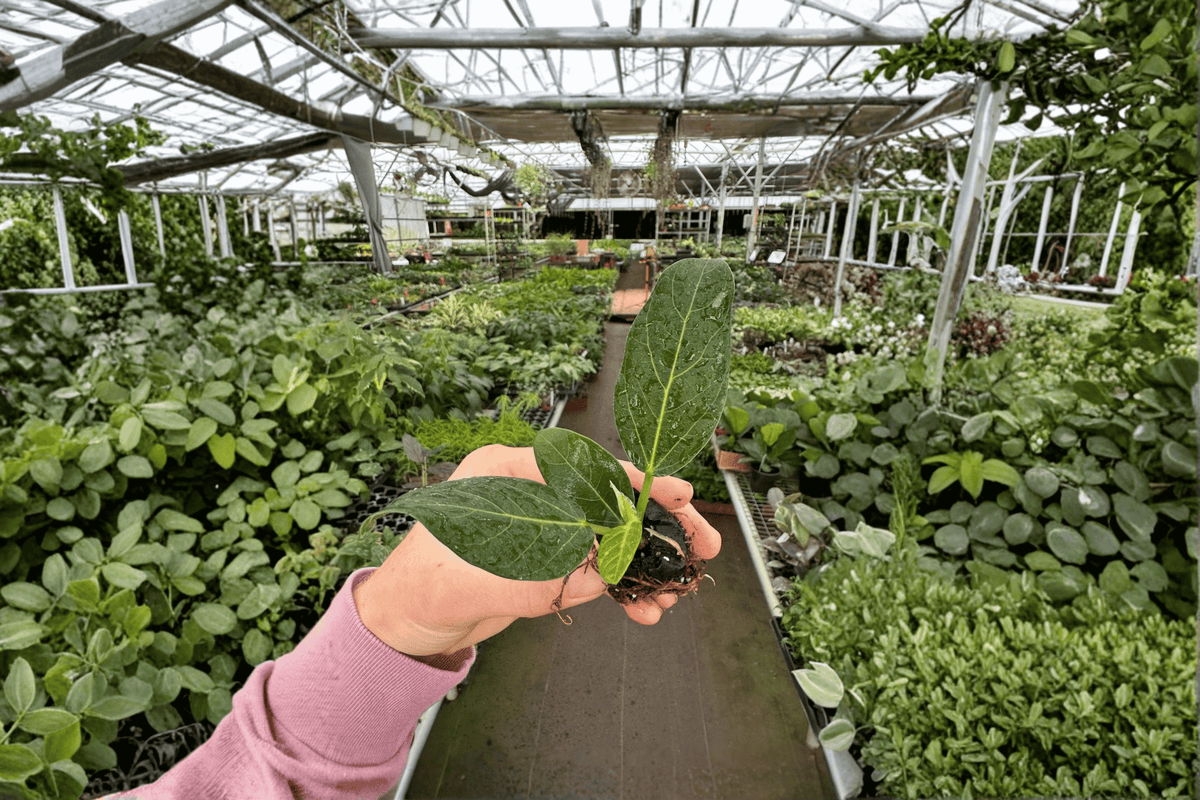 Ficus Audrey Live Starter Plants (2) Bare Root – Ficus benghalensis