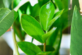 ZZ Plant Live in 4-Inch Pot | Zamioculcas zamiifolia – Starter Plant