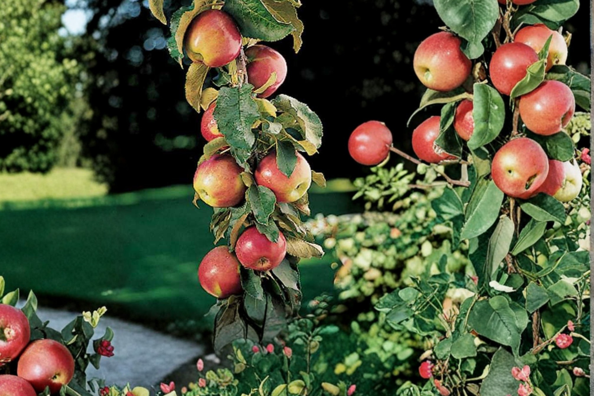 Scarlet Sentinel Columnar Apple Tree – Grafted, Potted Dwarf Fruit Tree