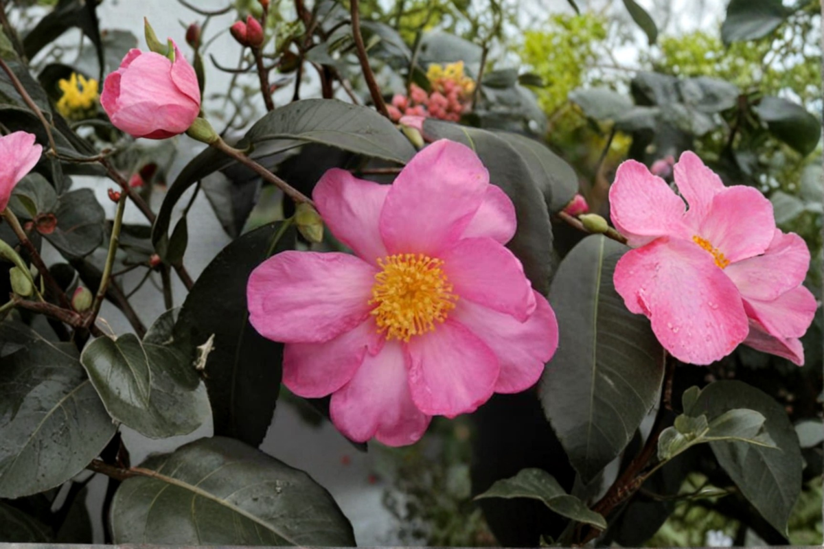 Camellia Winter’s Star (Cold Hardy) 1 Gallon - Pink Fall Bloom Evergreen Shrub