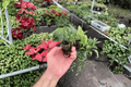 Scindapsus Exotica Starter Plants (2) – Bare Root, Silver-Variegated Climber