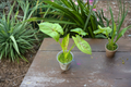 Syngonium Golden Allusion Rooted Starter Plant | 2-Inch Pot