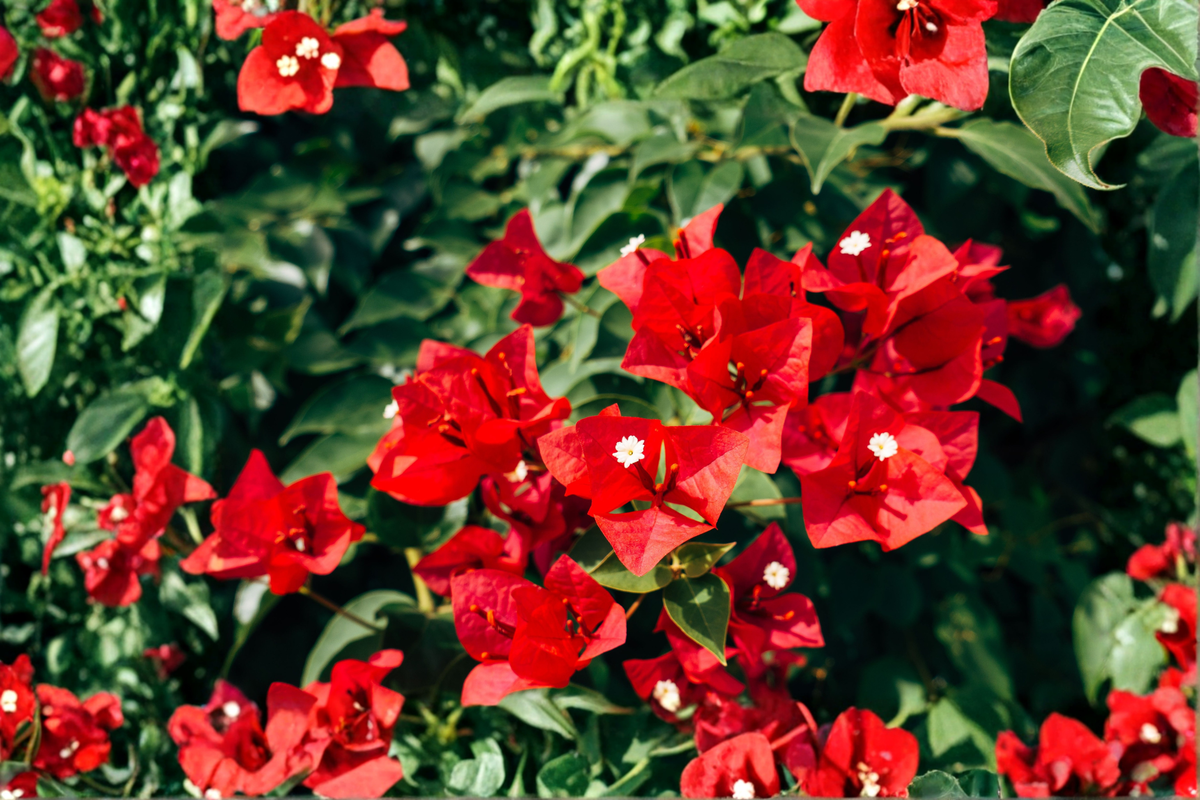 San Diego Red Bougainvillea Starter Plant | Well-Rooted Plug in Container