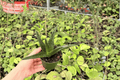 Aloe 'Black Gem' Live Plants – 2 in 4-Inch Pots