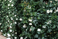 Grand Duke of Tuscany Jasmine - Jasminum sambac Bare Root Live Plants (Set of 2)