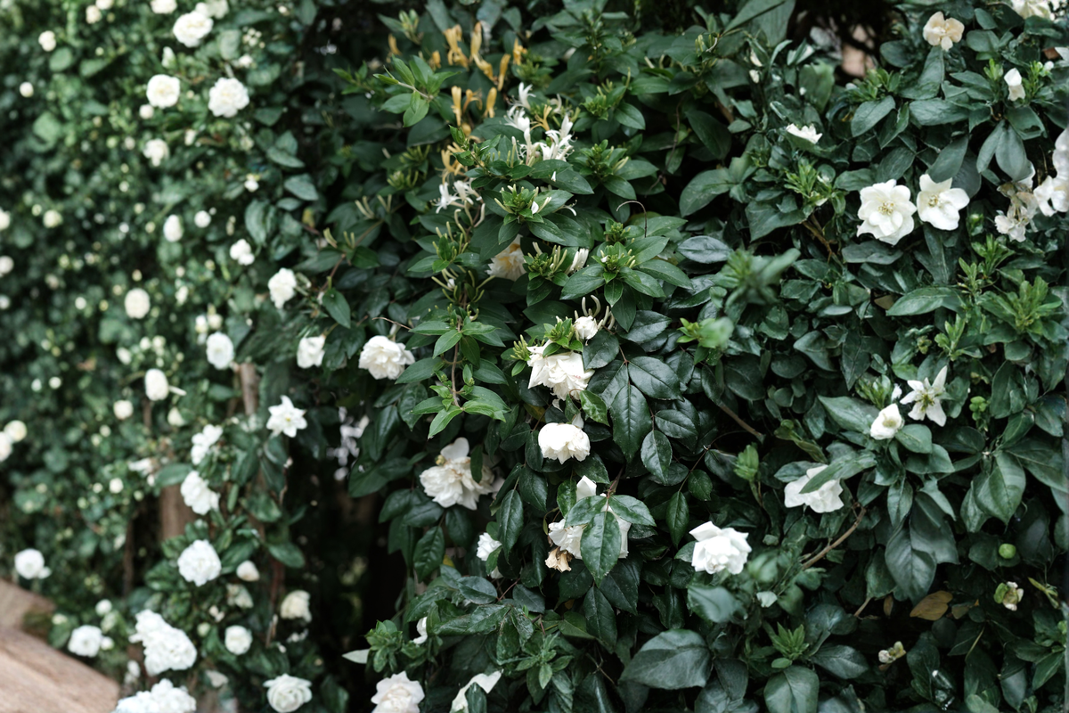 Grand Duke of Tuscany Jasmine - Jasminum sambac Bare Root Live Plants (Set of 2)