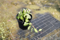 Hoya Heuschkeliana Variegata Live Plant - 4 Inch Growers Pot, Rare Variegated Hoya Starter Plant