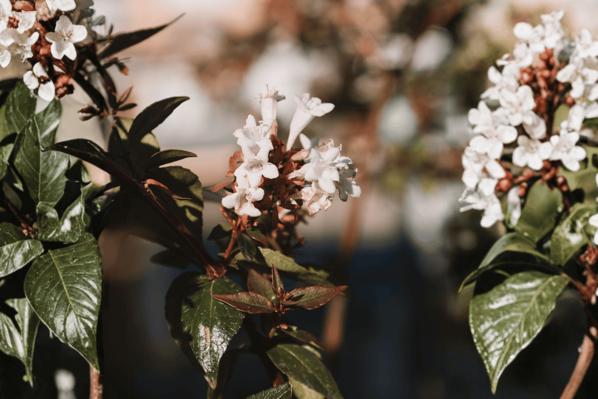 Kaleidoscope Abelia 1 Gallon Live Plant Abelia × grandiflora ‘Kaleidoscope’