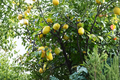 Dwarf Quince Seeds - 10 Seeds for Indoor or Outdoor Growing, Compact Fruit Tree