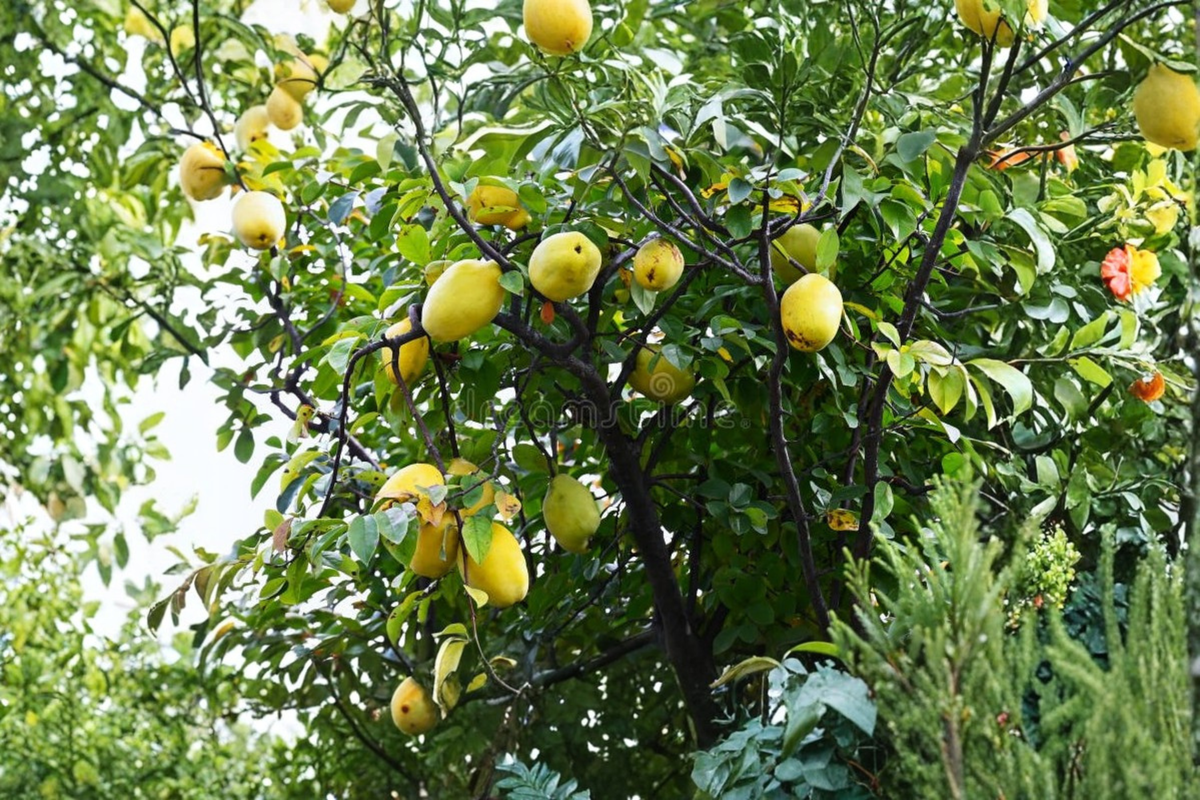 Dwarf Quince Seeds - 10 Seeds for Indoor or Outdoor Growing, Compact Fruit Tree