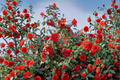 Glenn Camellia Japonica Live Starter Plant | Camellia japonica 'Glenn' - Evergreen Flowering Shrub
