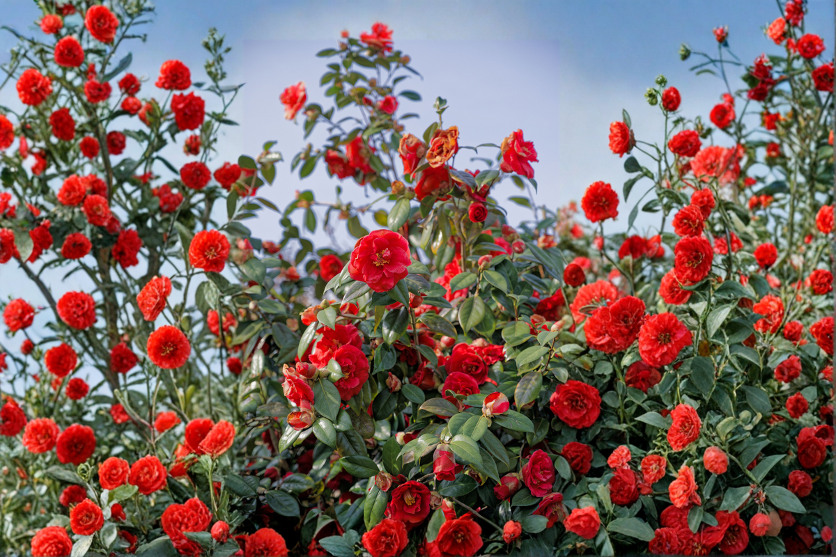 Glenn Camellia Japonica Live Starter Plant | Camellia japonica 'Glenn' - Evergreen Flowering Shrub