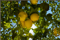 Eureka Lemon Starter Seedling | Citrus × limon 'Eureka' | 4–6 in