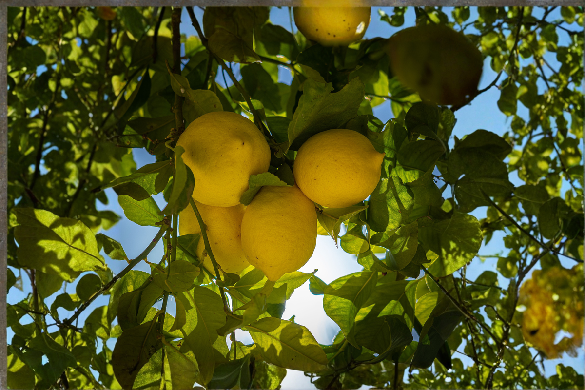 Eureka Lemon Starter Seedling | Citrus × limon 'Eureka' | 4–6 in