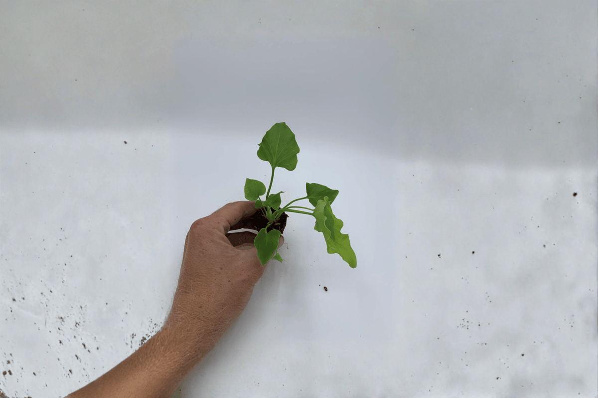 Philodendron Hope 2 Live Starter Plants | Thaumatophyllum bipinnatifidum