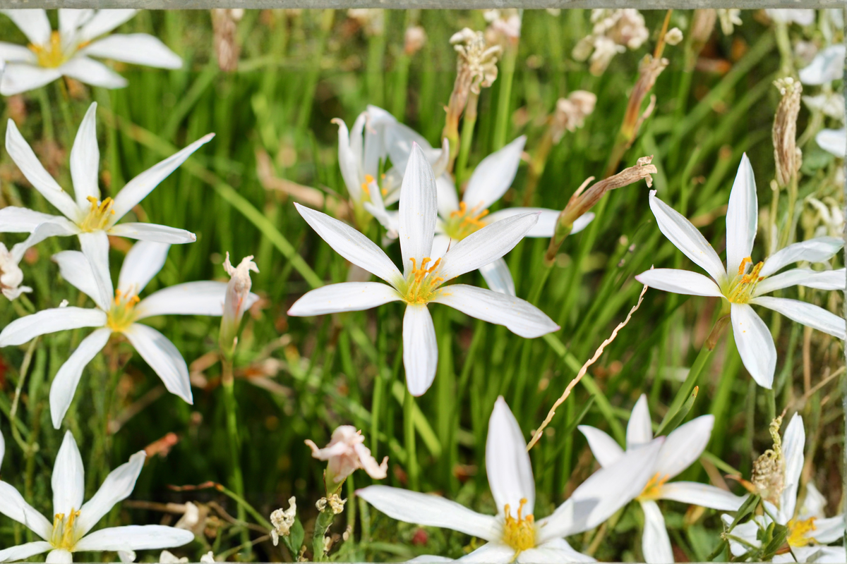 White Zephyr Lily Live Plant – 8–18 Inches Tall, Marginal Pond Plant