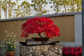 Japanese Red Maple Seeds - Acer palmatum Bonsai/Ornamental Tree Seeds (2 Seeds) - Indoor or Outdoor