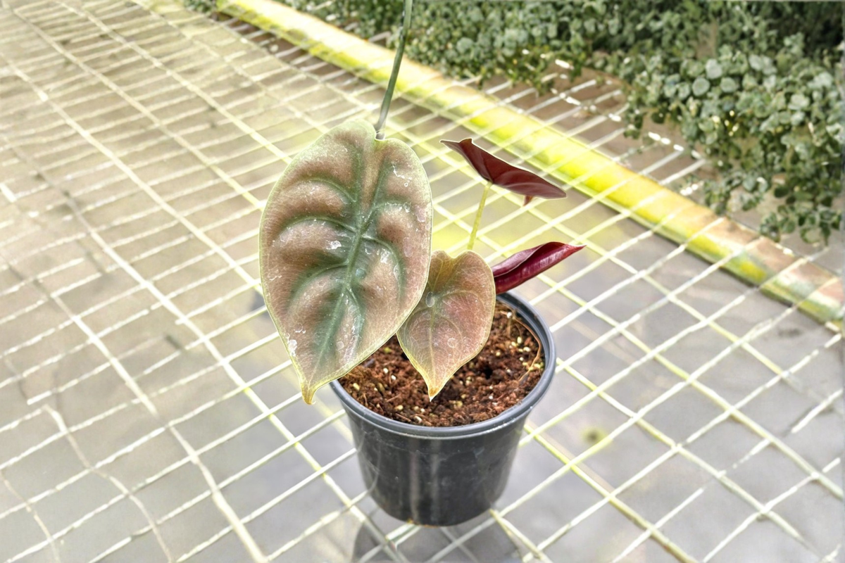 Alocasia Red Secret (Alocasia cuprea ‘Red Secret’) Rooted Starter Plant