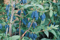 Blue Moon Honeyberry Plant - 1 Gallon Potted Fruit-Bearing Lonicera caerulea ‘Blue Moon’