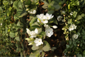 Live Jasmine Plant - 10" Tall in 3.5" Pot, Fragrant White Blooms