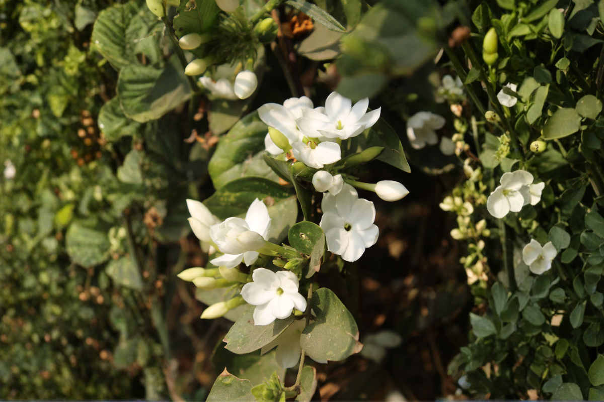 Live Jasmine Plant - 10" Tall in 3.5" Pot, Fragrant White Blooms