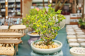 Dicrocaulon ramulosum Succulent Live Plant – 2-Inch Pot